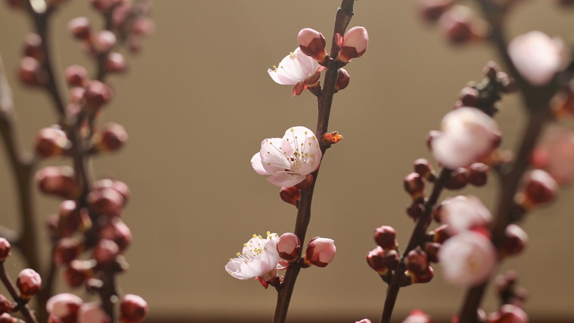 Wellbeing in the time of COVID-19 Close up of apricot tree blossoms.