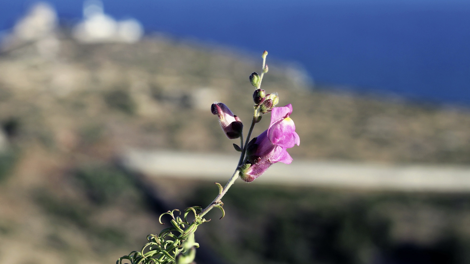 Wellbeing for Lebanon Close up of a wild flower.